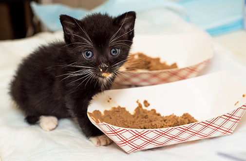 Kitten Nutrition: What Your Cat Needs for a Healthy Start in Life